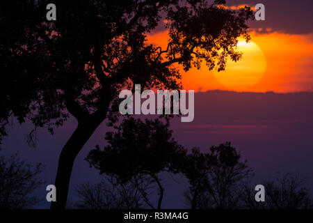 L'Afrique. La Tanzanie. Coucher de soleil coloré, le Parc National du Serengeti. Banque D'Images