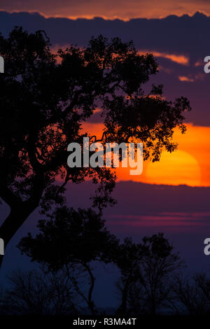 L'Afrique. La Tanzanie. Coucher de soleil coloré, le Parc National du Serengeti. Banque D'Images