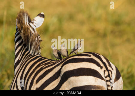 L'Afrique. La Tanzanie. Zebra (Equus quagga) avec plusieurs étourneaux caronculée sur son dos, le Parc National du Serengeti. Banque D'Images