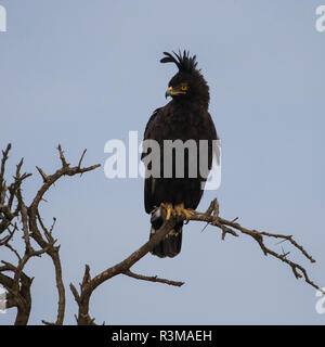 L'Afrique. La Tanzanie. Long-crested eagle (Lophaetus occipital), Parc National du Serengeti. Banque D'Images