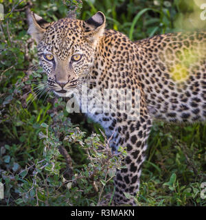 L'Afrique. La Tanzanie. African leopard (Panthera pardus) traque des proies, le Parc National du Serengeti. Banque D'Images