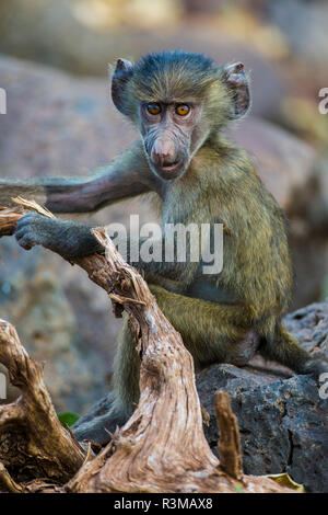 L'Afrique. La Tanzanie. Babouin jaune (Papio cynocephalus) mineur au Parc National du Serengeti. Banque D'Images