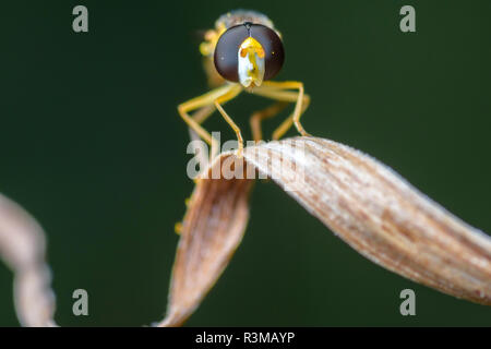 Macro rapprochée sur une abeille jaune-insecte comme reposant sur une feuille d'herbe sèche et isolée. Banque D'Images