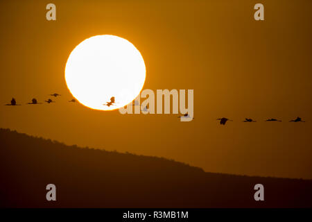 L'Afrique. La Tanzanie. Silhouettes soleil du matin un vol de cigognes à bec jaune, le Parc National du Serengeti. Banque D'Images