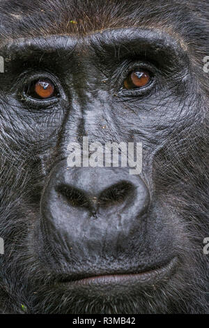 Gorille de montagne, le Parc National impénétrable de Bwindi, en Ouganda Banque D'Images