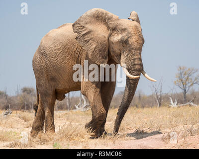 L'Afrique, le Zimbabwe, le Parc National de Matusadona. Jeune taureau éléphant marche à pied. En tant que crédit : Bill Young / Jaynes Gallery / DanitaDelimont.com Banque D'Images