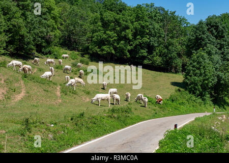 Les vaches au pâturage le long de la route de Colle Fauniera, Coni, Piémont, Italie à l'été. Banque D'Images