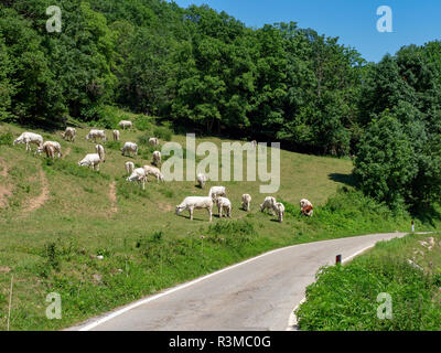 Les vaches au pâturage le long de la route de Colle Fauniera, Coni, Piémont, Italie à l'été. Banque D'Images