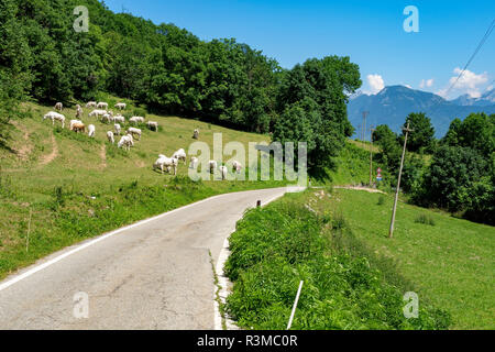 Les vaches au pâturage le long de la route de Colle Fauniera, Coni, Piémont, Italie à l'été. Banque D'Images