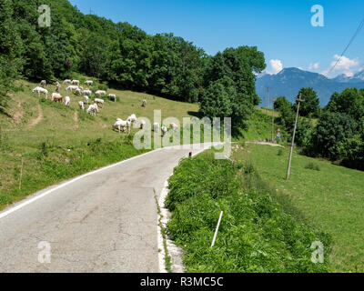 Les vaches au pâturage le long de la route de Colle Fauniera, Coni, Piémont, Italie à l'été. Banque D'Images