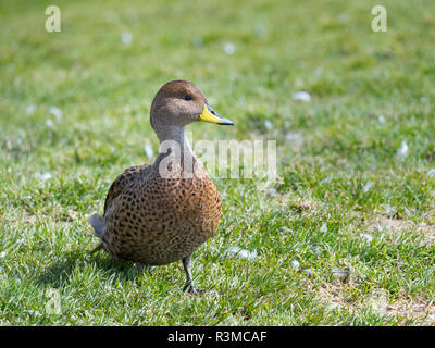 Canard pilet à bec jaune (Anas georgica georgica, endémique de la Géorgie du Sud. Banque D'Images