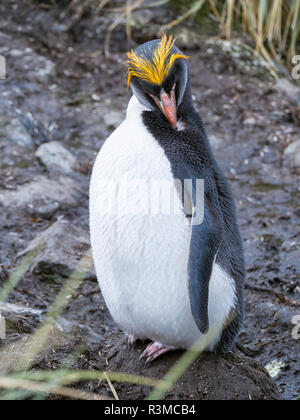 Macaroni Penguin (Eudyptes chrysolophus) debout, en colonie en herbe Tussock dense typique. Banque D'Images