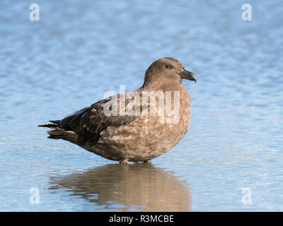 Brown (Stercorarius Skua lonnbergi) en Géorgie du Sud. Banque D'Images