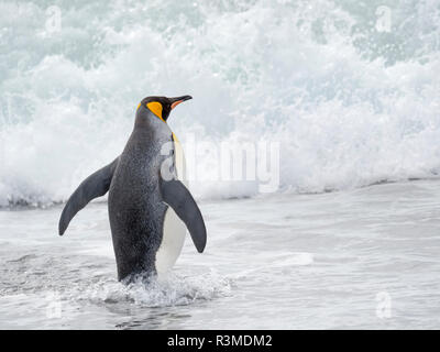 Manchot royal (Aptenodytes patagonicus) rookery dans la plaine de Salisbury dans le Bay of Isles. Adultes entrant dans la mer. L'île de Géorgie du Sud Banque D'Images