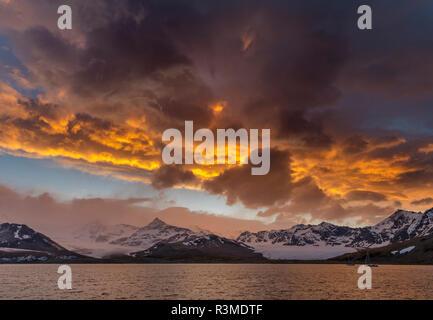 Saint Andres Bay sur l'île de Géorgie du Sud pendant le coucher du soleil. Sur la côte est une immense colonie de manchots royaux (Aptenodytes patagonicus) (usage éditorial uniquement) Banque D'Images