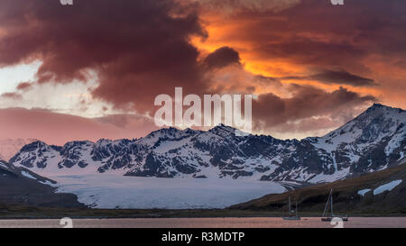 Saint Andres Bay sur l'île de Géorgie du Sud pendant le coucher du soleil. Sur la côte est une immense colonie de manchots royaux (Aptenodytes patagonicus) (usage éditorial uniquement) Banque D'Images