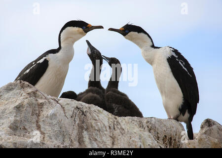 Blue-eyed shag famille, île Paulet, Antarctique. Banque D'Images