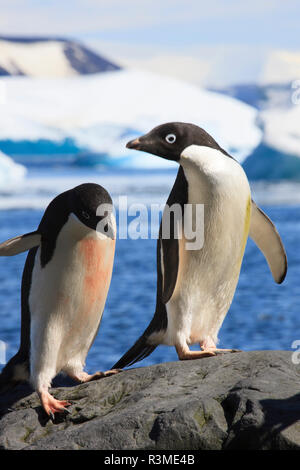 Adelie Penguin. L'Île du Diable, l'Antarctique. Banque D'Images