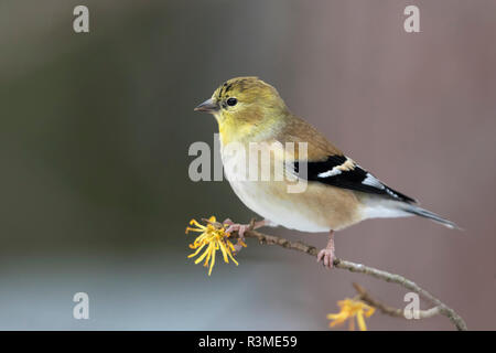 Chardonneret jaune mâle (Spinus tristis) en plumage d'hiver perché sur une branche d'Hamamélis à la fin de l'automne - Ontario, Canada Banque D'Images