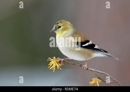 Chardonneret jaune mâle (Spinus tristis) en plumage d'hiver perché sur une branche d'Hamamélis à la fin de l'automne - Ontario, Canada Banque D'Images