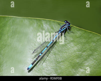 Horseshoe azure Coenagrion puella Banque D'Images