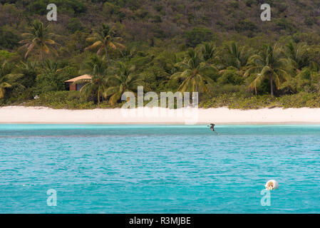 UK, British Virgin Islands, Île de Guane. Pélican brun plonge près de la côte Banque D'Images