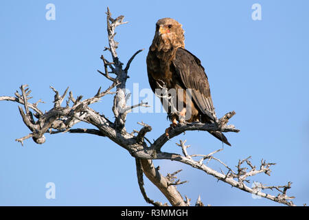 aigle fauve Banque D'Images