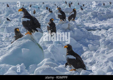 Les aigles de mer de Steller, Hokkaido, Japon Banque D'Images