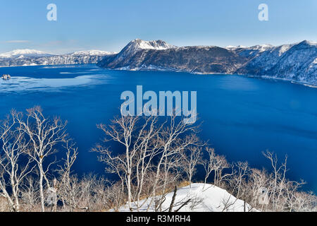 Les bouleaux le long de la rive du lac Mashu, Hokkaido, Japon. Banque D'Images