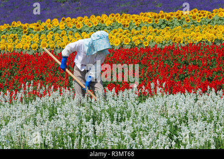 Les agriculteurs travaillant dans la ferme aux fleurs, Furano, Hokkaido Prefecture, Japan Banque D'Images
