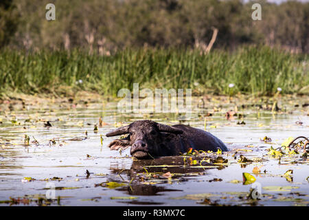 Baignade au Waterbuffle du nord de l'Australie aux plaines de Bamurru Banque D'Images