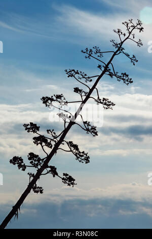 Un long rameau en fleurs d'agave contre le ciel bleu ,un contraste élevé , Banque D'Images