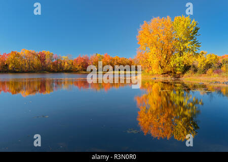 Le Canada, l'Ontario, de la rivière Vermilion. Réflexions de la forêt en automne. Banque D'Images