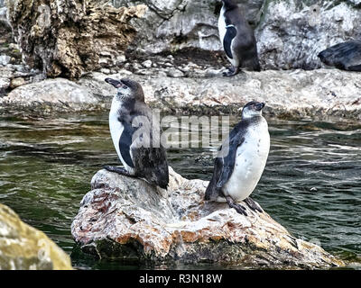 Tiré de deux pingouins se détendre sur une pierre dans un lac Banque D'Images