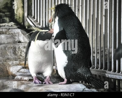 Tiré de deux pingouins se détendre sur une pierre dans un lac Banque D'Images