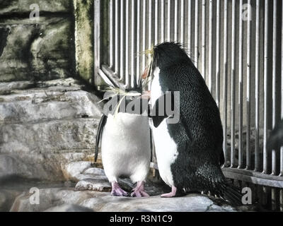 Tiré de deux pingouins se détendre sur une pierre dans un lac Banque D'Images