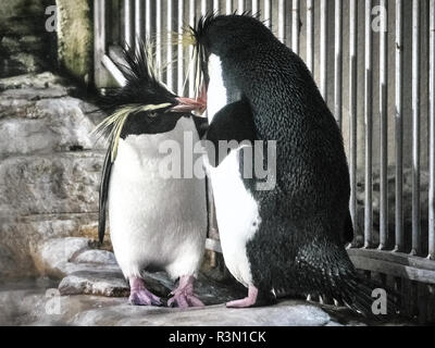 Tiré de deux pingouins se détendre sur une pierre dans un lac Banque D'Images