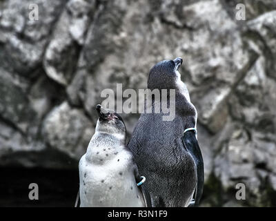 Tiré de deux pingouins se détendre sur une pierre dans un lac Banque D'Images