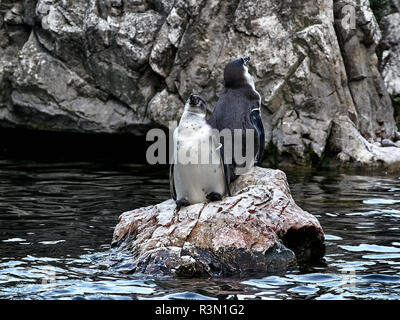 Tiré de deux pingouins se détendre sur une pierre dans un lac Banque D'Images