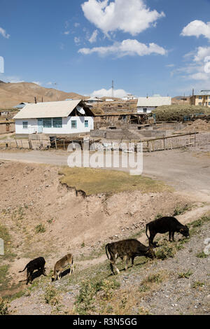 Maison d'habitation avec des vaches de ville frontière Sary-Tash au Kirghizistan pour le Tadjikistan voisin sur la route du Pamir en Asie centrale Banque D'Images