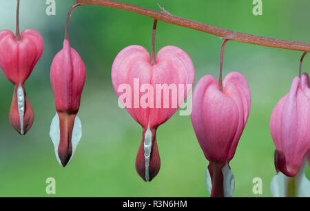 Bleeding Heart (lamprocapnos spectabilis) Banque D'Images