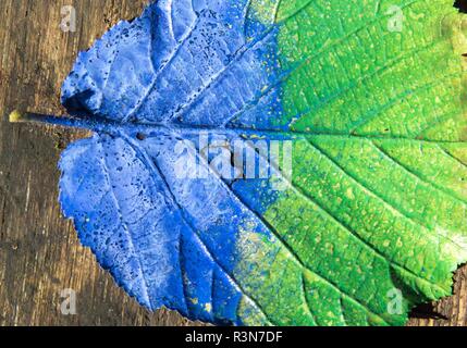 Feuilles bleu-vert sur fond de bois Banque D'Images