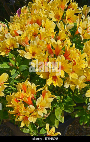 Close up d'un colouful fleur frontière avec l'Alstroemeria jaune à fleurs Banque D'Images
