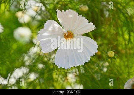 Gros plan d'une frontière avec la floraison de fleurs Cosmos bipinnatus 'Cupcakes White' Banque D'Images