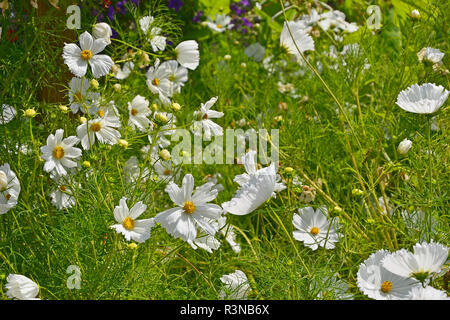Gros plan d'une frontière avec la floraison de fleurs Cosmos bipinnatus 'Cupcakes White' Banque D'Images