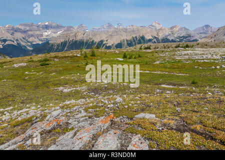 Le Canada, la Colombie-Britannique, l'East Kootenay Montagnes. Paysage de prairie alpine. Banque D'Images