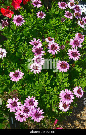Gros plan d'une frontière avec la floraison de fleurs colouful Osteospermum 'Berry White' Banque D'Images