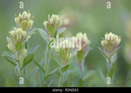 Le Canada, la Colombie-Britannique, l'East Kootenay Montagnes. Indian paintbrush scenic. Banque D'Images