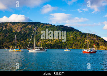 Cowichan Bay, Colombie-Britannique, île de Vancouver, Canada. Rouge, jaune, et blanc voiliers donnent sur une île sur la baie Banque D'Images