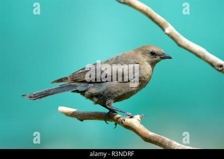 Le Quiscale de Brewer est un nouveau monde blackbird. Euphagus cynocephalus Banque D'Images